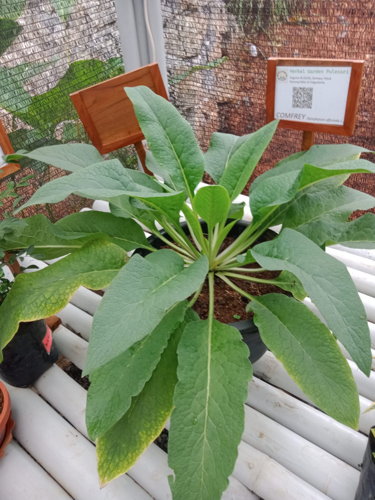 Koleksi Tanaman Herbal Kami
