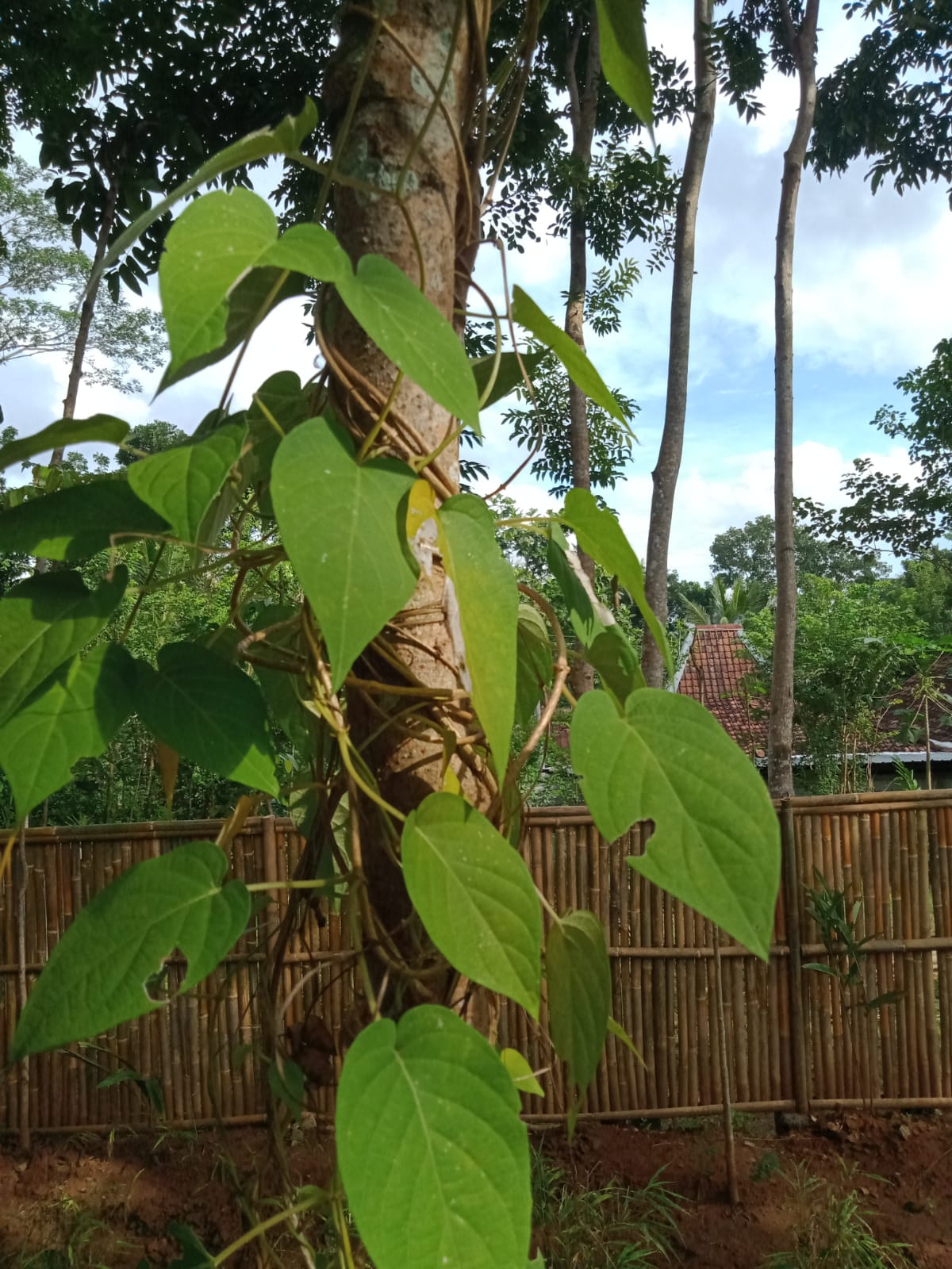 Cincau Hijau Rambat