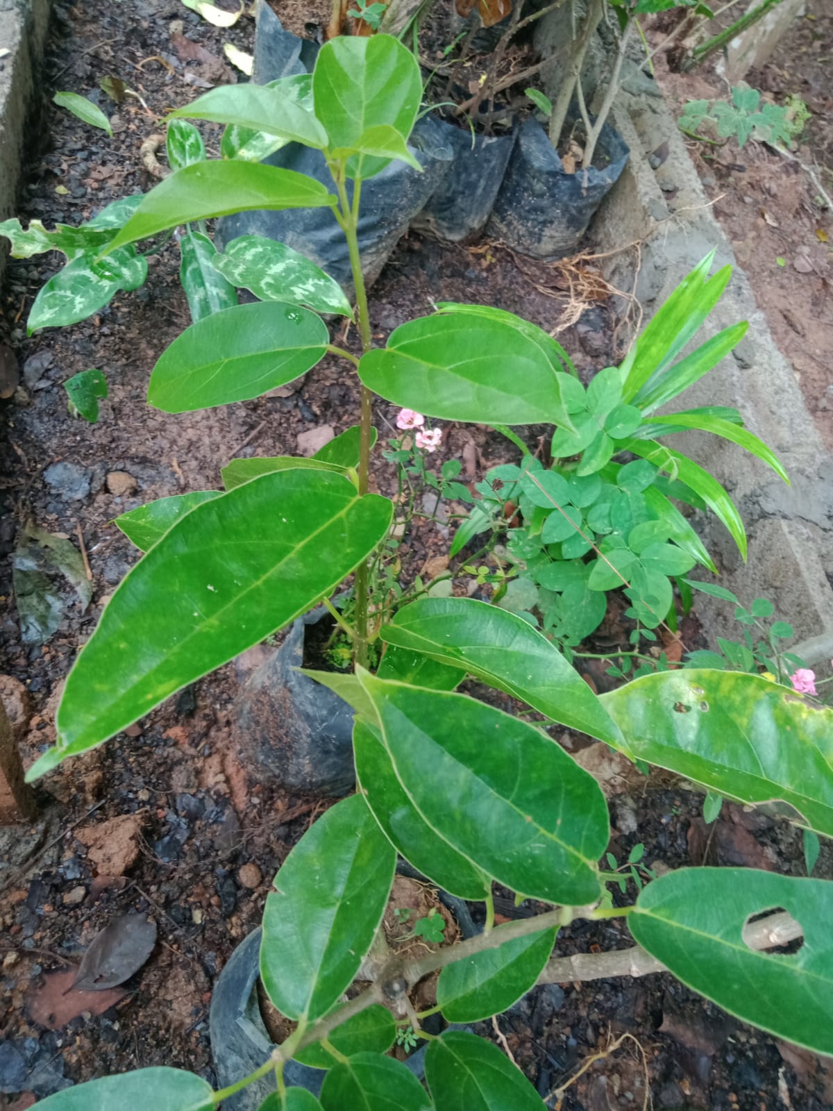 Cincau Perdu
